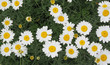 Dalmatian chrysanthemum (Chrysanthemum cinerariifolium) flowers 