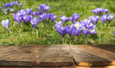 Wall Mural - wooden table with  blooming, spring crocuses