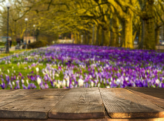 Wall Mural - wooden table with  blooming, spring crocuses