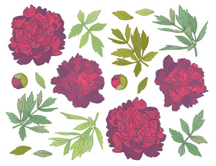 Set of Hand Drawn peony flowers and herbs vintage floral elements. Red and green decore on white background