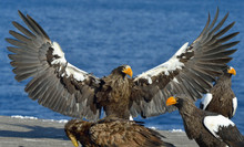 Steller's Sea Eagle Spread His Wings. Adult Steller's Sea Eagle (Haliaeetus Pelagicus).