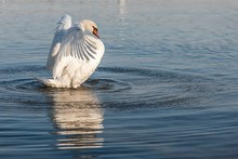 Mute Swan Flapping Wings, Dries Feathers And Standing Upright In The River