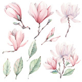 Watercolor magnolia  flowers set