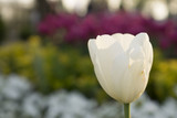 Fototapeta Tulipany - tulip