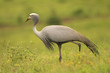 Blue Crane in the South African grasslands