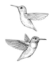 Set Of 2 Hand Drawn Hummingbirds On White Background.Elements For Design.