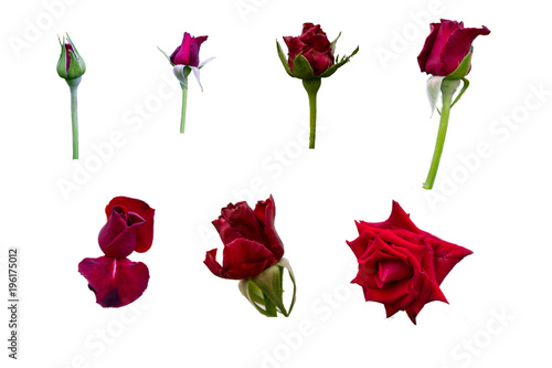 Collection of red rose in different stages, starting from bud to fully