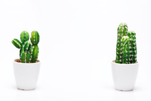 Small Decorative Cactus In Vase Isolated On Neutral Background.