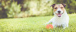 Pet dog lying on grass at sunny summer day (panoramic crop)