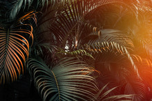 Deep Dark Green Palm Leaves Pattern With Bright Orange Sun Flare Effect. Creative Layout, Toned, Horizontal