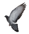 isolated on white dark gray flying dove
