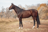 Fototapeta Konie - Exterior photo of a beautiful horse of the breed Ukrainian Horse