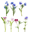 pansy seven flowers set isolated on white