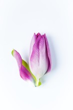 A Single Pink Tulip With One Petal Unfurling Against A White Background