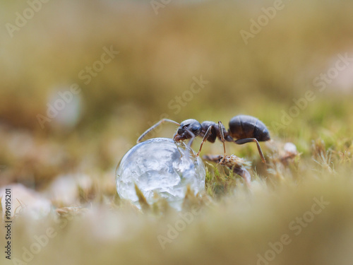 Zdjęcie XXL Mrówka pije kroplę rosy.