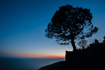 tree sunset