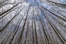 Wide Angle Photo Of A Forest With Barren Tall Trees Shot Upwards