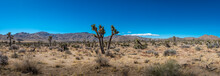 Panoramic View Of The Joshua Tree National Park's Landscape In The Mohave Desert Of California