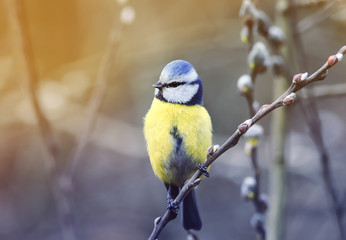 Wall Mural - spring small bright bird blue tit sitting on the branch of a willow blooming in April in a Park on a Sunny day