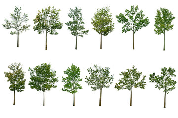 collection tree isolated on white background