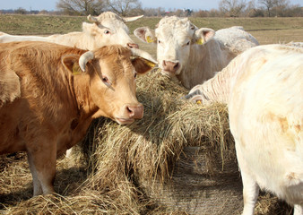 group of brown and white cows eating from a bale hay