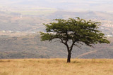 Fototapeta Sawanna - Acacia tree in Africa