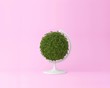 Globe sphere orb plant concept on pastel pink background. minimal idea nature. An idea creative to artwork design or World environment day concept