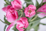 Fototapeta Tulipany - pink tulips on white background 