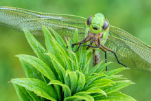 A Close Up Of A Green Dragonfly Resting On A Plant