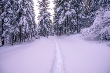 Winter snowy forest