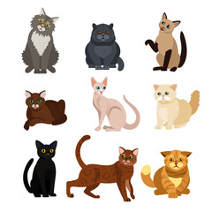 vector illustrations of cat different breeds set, cute pet animals, lovely kitten on white backgroun