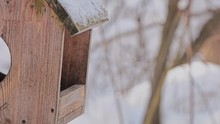  Titmouse And Other Birds In The Trough Are Filmed In Close-up Video In The Winter Russian Forest. Against The Background Of Snow And Trees