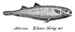 Dead herring fish lying on its side. Illustration after antique engraving from the 19th century