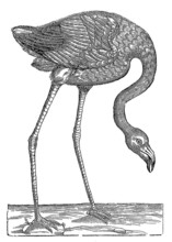 Foraging Flamingo (after A Historical Woodcut, Illustration From The 16th Century)