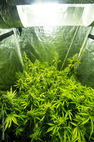Marijuana Cultivation Indoor Growing Cannabis Plants In Grow Box
