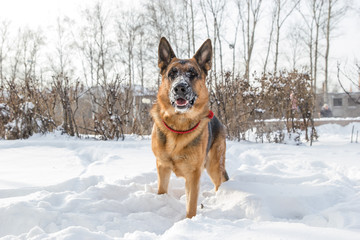 Wall Mural - German shepherd playing with its ring toy in deep snow