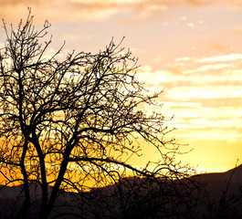 Wall Mural -  in south africa sunrise near branch