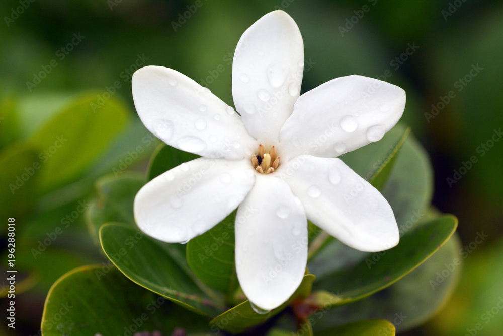 Tiare Maori the National Flower of the Cook Islands - obrazy, fototapety, plakaty 