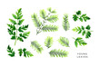 Bright set of young leaves. Green branches of dawn redwood and leaves of wild-growing plant. Hand painted watercolor illustrations isolated on white.