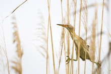 Little Bittern Sitting Between The Reeds At At Laguna Of The L'Alfacada