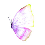 Fototapeta Motyle - Illustration of a watercolor butterfly.