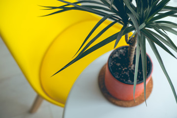 Green plant with yellow chair in white interior