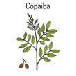 Copaiba Copaifera officinalis , medicinal plant