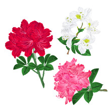 Branches Pink Red And White Flowers Rhododendron  Mountain Shrub On A White Background Set First Vintage Vector Illustration Editable Hand Draw