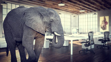  Large Elephant Inside A Modern Office, Concept Of Unsolved And Avoided Problems.