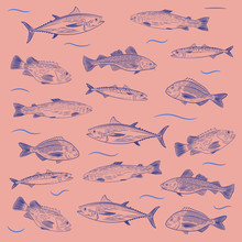 A Set Of Painted Popular Fish On A Pink Background. Tuna, Salmon, Cod, Sea Bass, Mackerel, Dorado. Sketch And Hand Drawing, Vector Illustration