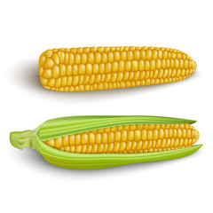 Wall Mural - Corn cobs on white background.