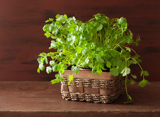 Wall Mural - fresh cilantro herb in pot