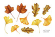 Watercolor set of autumn leaves. Tulip tree, oak and ginkgo leaves. Hand painted watercolor illustration isolated on white.