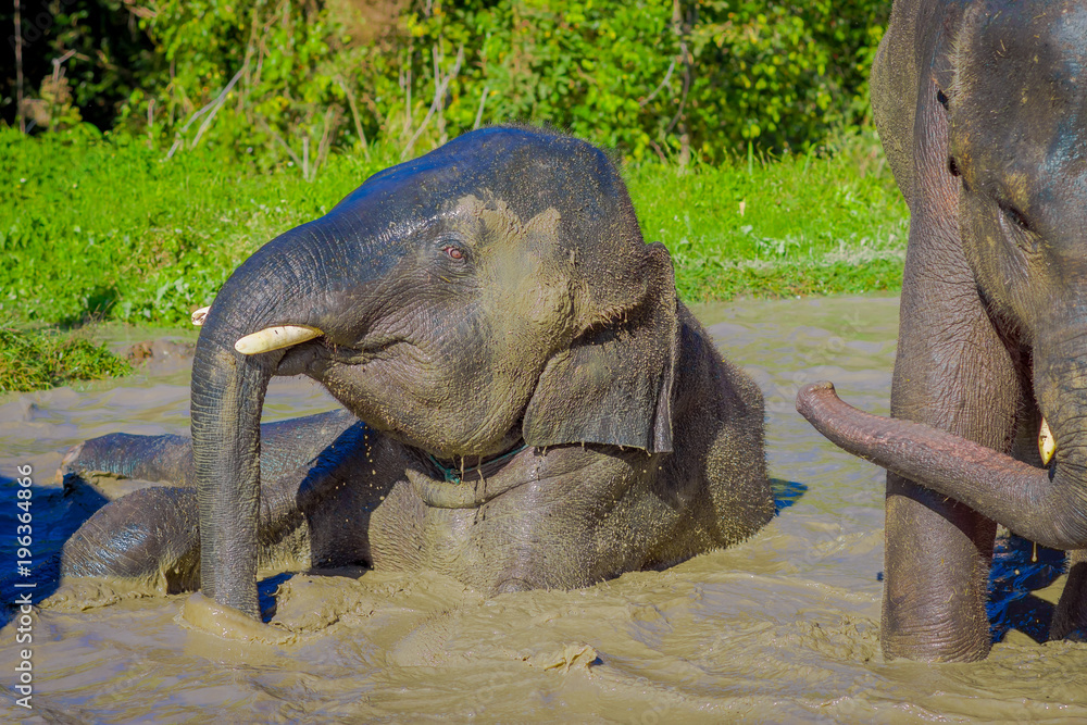 Beautiful outdoor view of huge Elephants taking a bath with mud in Jungle Sanctuary, Elephant ...